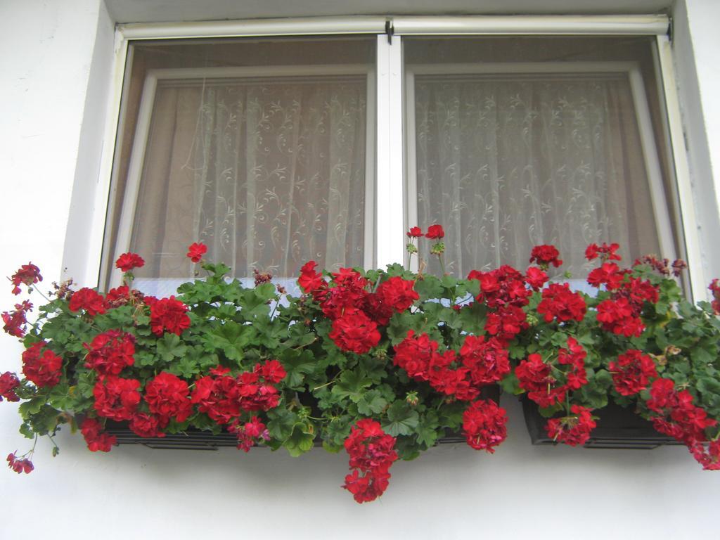 Apartment Vistanova Vrdnik Buitenkant foto